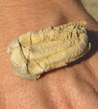 032-600-complete-crinoid-top