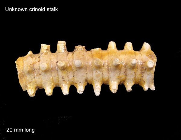 102-600-crinoid-stalk
