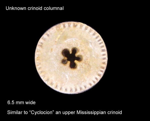 106-600-crinoid-columnal
