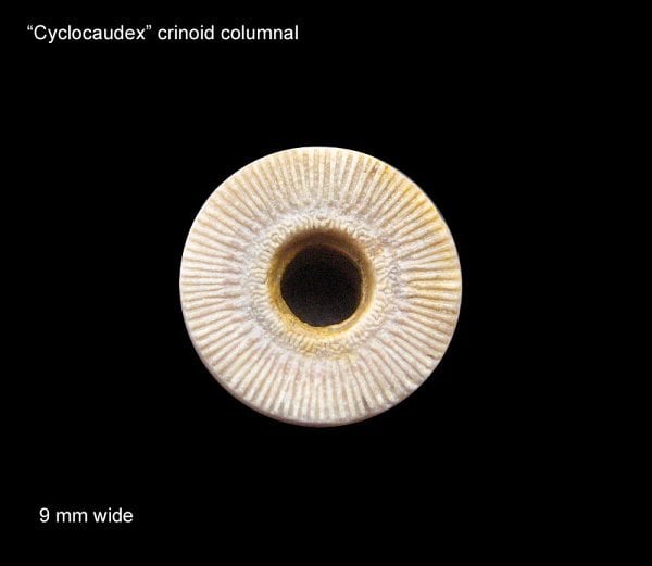 109-600-cyclocaudex-crinoid-columnal
