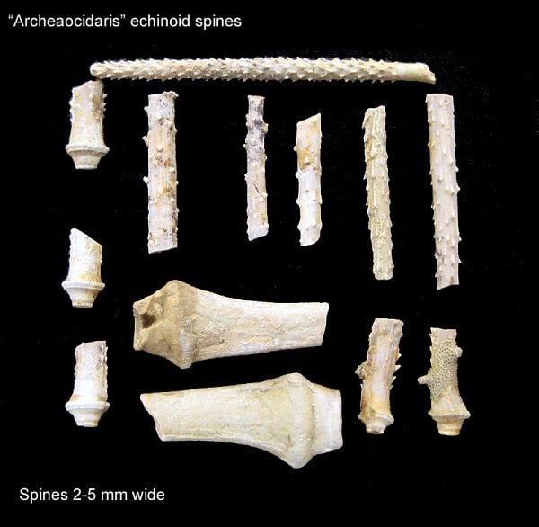 122-600-pentaridica-crinoid-columnal
