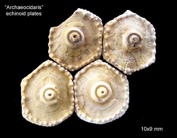 127-600-archaeocidaris