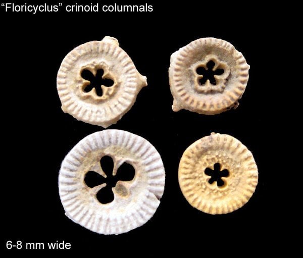 139-600-floricyclus-crinoid-columnals