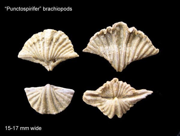 143-600-punctospirifer-brachipods