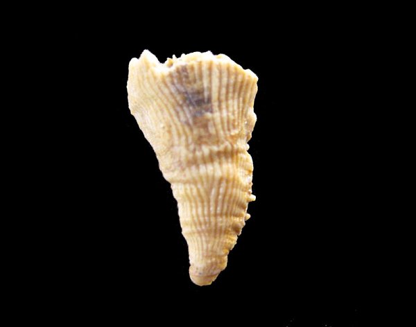 145-600-unidentified
