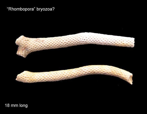 146-600-rhombopora-bryozoa-possibly
