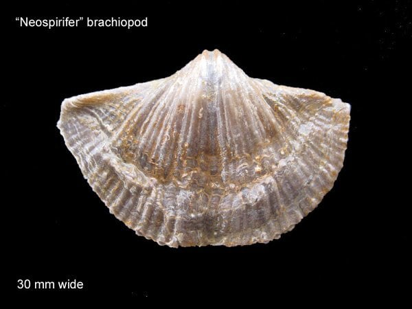 147-600-neospirifer-brachiopod