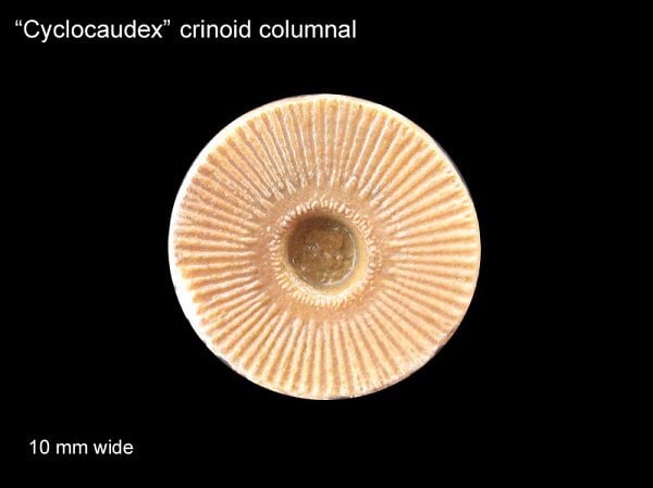 151-600-cyclocaudex-crinioid-columnal