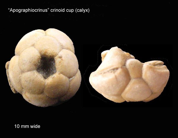 155b-600-apographiocrinus-crinoid-cup