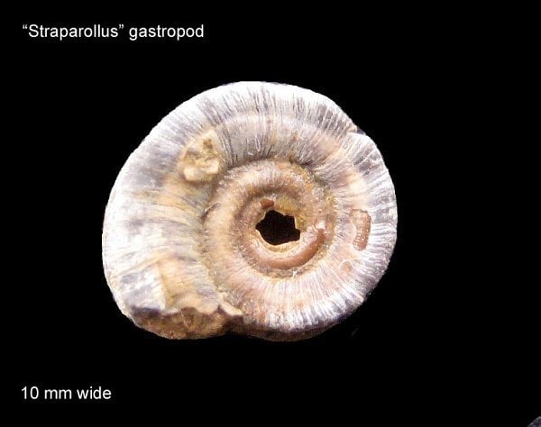 160-600-straparollus