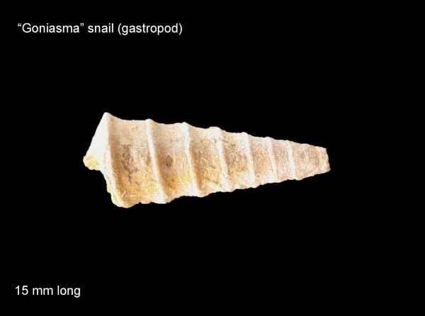 165-600-goniasma-snail-gastropod