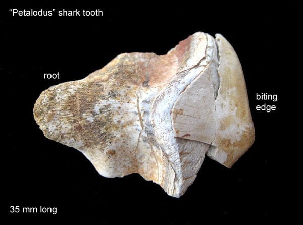 173-600-petalodus-shark-tooth
