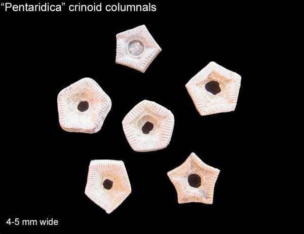 203-600-pentaridica-crinoid-columnals