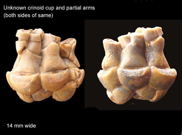 214b-600-unknown-crinoid-cup