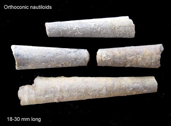 222-600-orthoconic-nautiloids