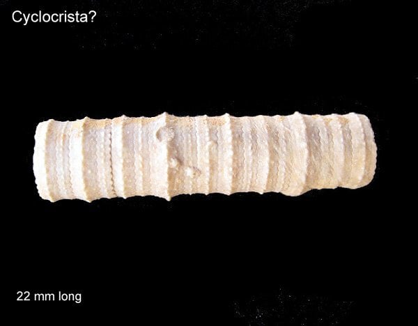 224-600-cyclocrista-possibly