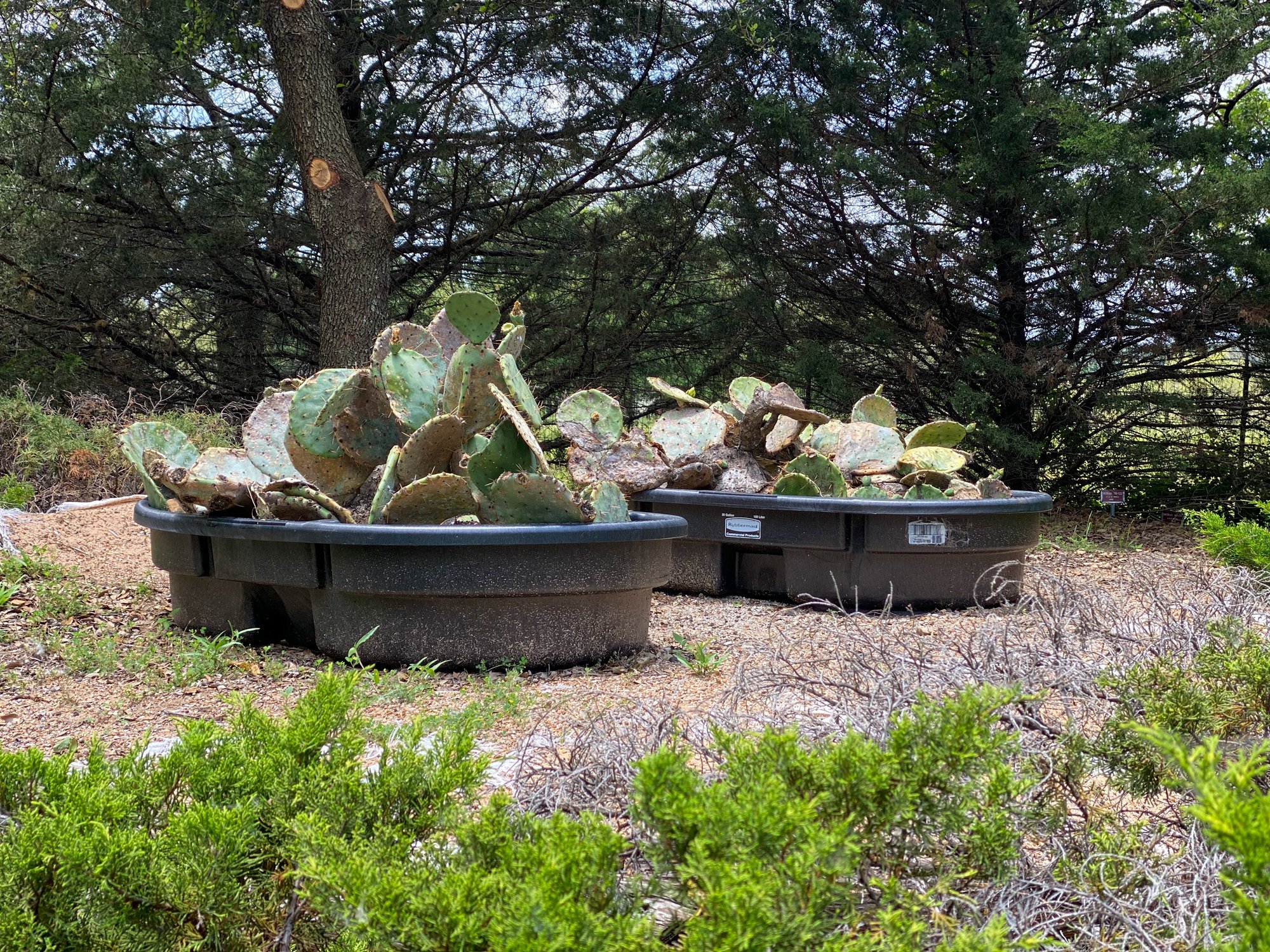 Cactus Plant