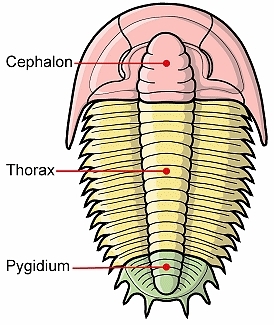 cepthopyg_600-trilobite-diagram