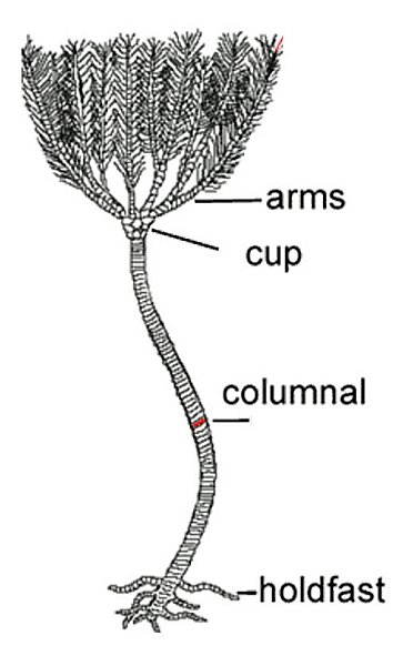 crinoid-diag-2_600