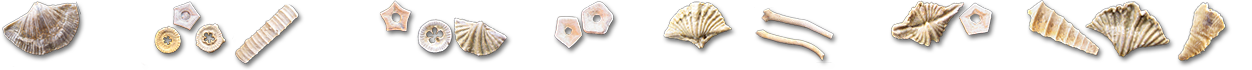 footer-fossils-24b footer-fossils-24b