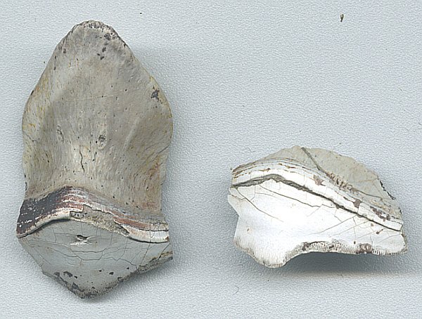 petalodus2_600-shark-tooth