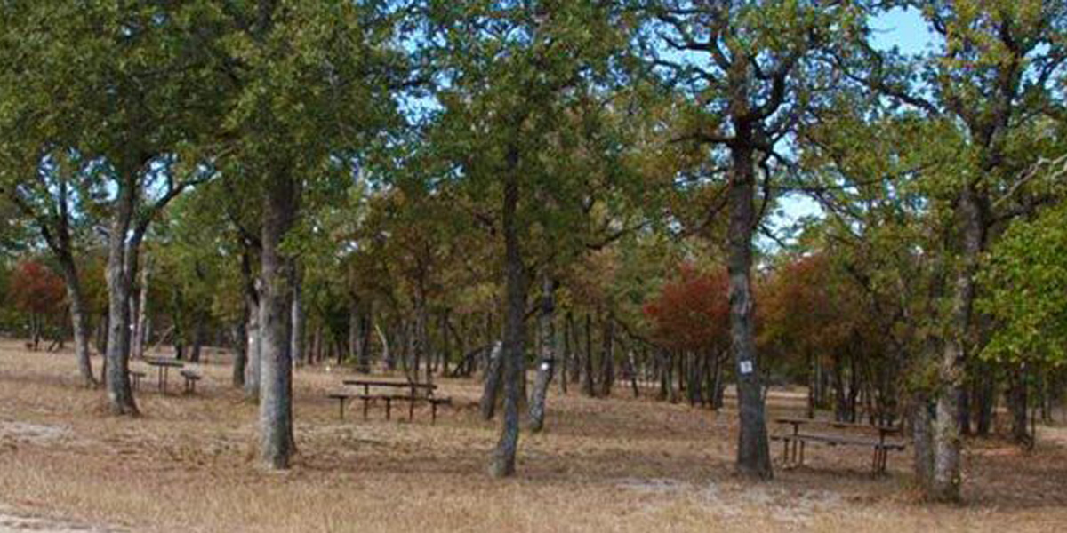 Trees at Hog Mountain RV Ranch