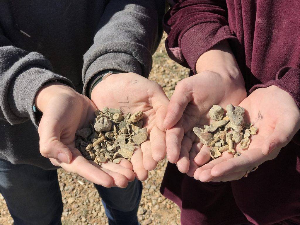 Hands full of fossils