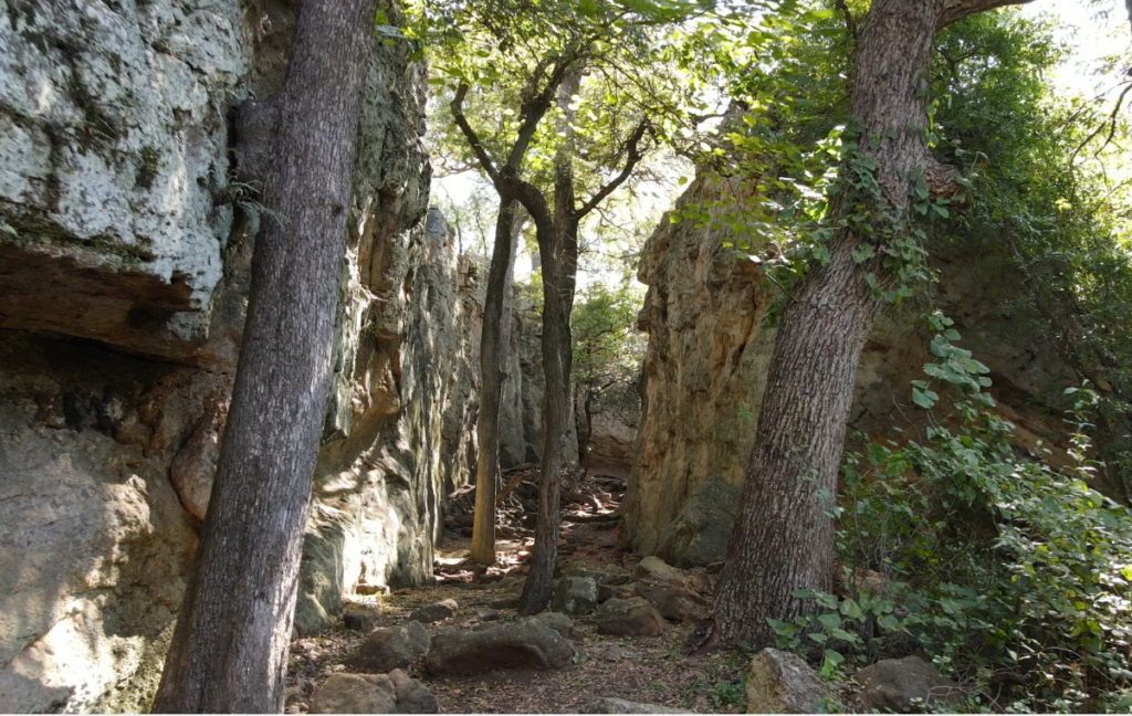 Forest Bathing at Penitentiary Hollow will restore your soul