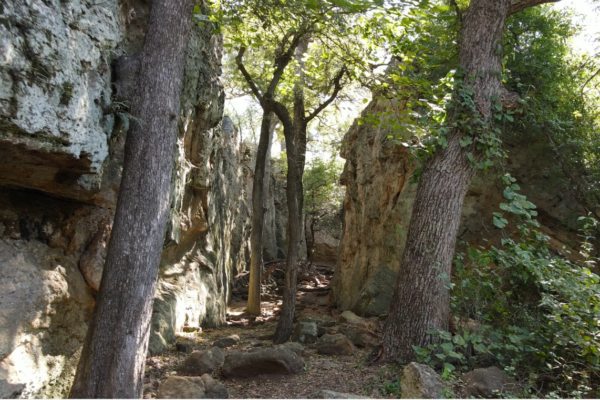 Forest Bathing at Penitentiary Hollow