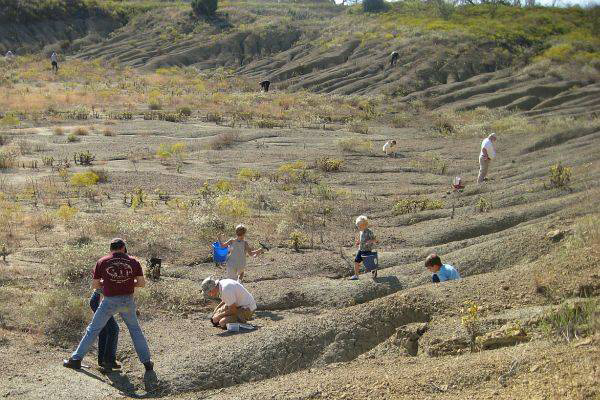 Visitors digging at Mineral Wells Fossil Park